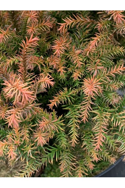 Cryptomeria ’Vilmorin Gold’ восени
